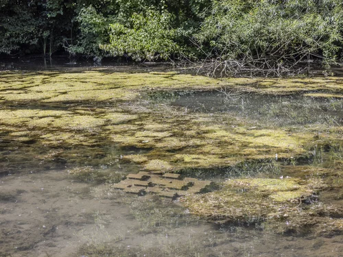 The picture shows a shallow, clear pond with greenish algae on the surface, surrounded by dense, green foliage and branches protruding into the water. A geometric sculpture made of bricks flashes in the muddy bottom.
