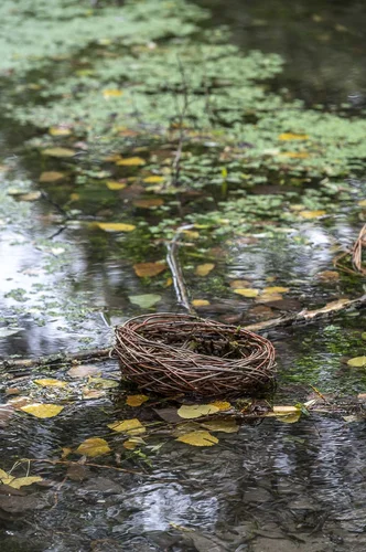 Ein rundes, geflochtenes Weidenobjekt liegt im flachen Wasser eines Teichs, umgeben von schwimmenden Blättern und Wasserpflanzen. Die Szene wirkt ruhig und naturverbunden.