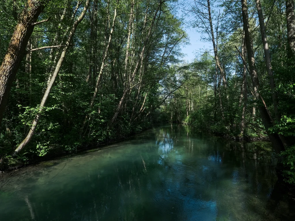 The image depicts a tranquil river flowing through a dense forest, surrounded by tall trees and lush greenery. The blueish-green water of the river reflects the sunlight and the surrounding nature.