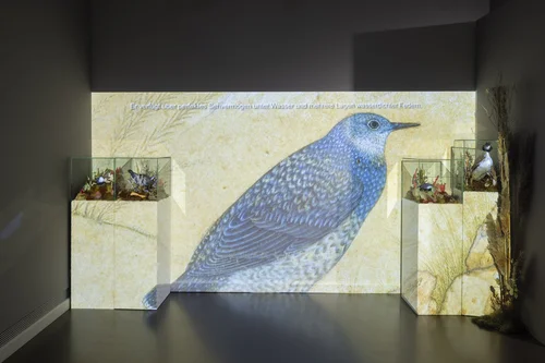 Eine wandgroße Projektion einer Wasseramsel, ein Ausschnitt der Videoarbeit von Pallavi Paul im Stadtmuseum. Im unteren Bereich der Projektion Untertitel. Vor der Projektion sind drei Vitrinen zu sehen, in der drei unterschiedliche ausgestopfte Wasservögel in einer natürlichen Umgebung zu sehen sind.